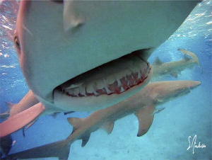 Always fun to get lemon snaps at the surface during my tr... by Steven Anderson 